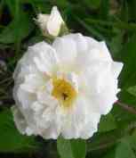 “Rosa arvensis plena”