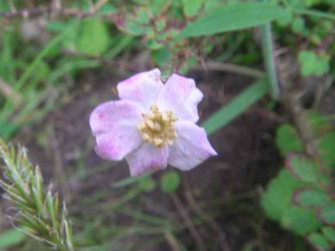 Rosa farreri persetosa, kleine erste zart rosafarbene Blüte