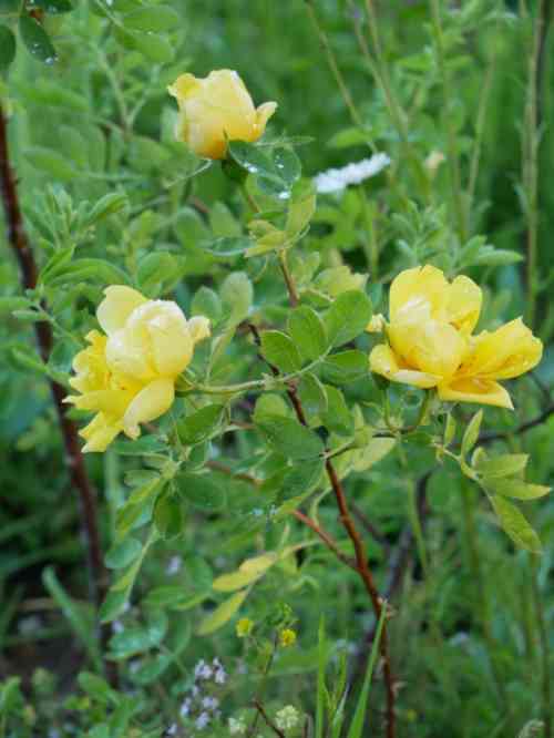 Drei gelbe Blüten von Rosa foetida