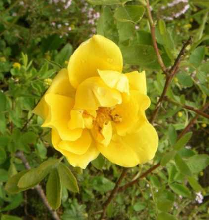 Rosa foetida, “Fuchsrose”, gelbe Einzelblüte