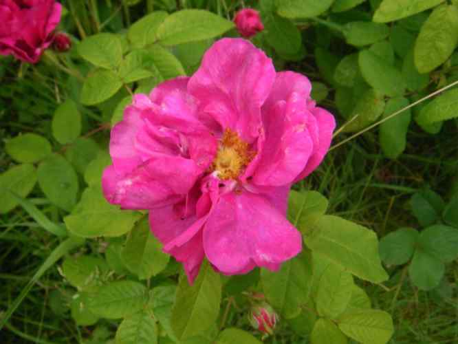 “Apotheker-Rose”, pinke offene Einzelblüte