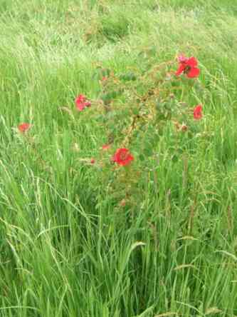 ‘Geranium’, kleiner Strauch in Wiese