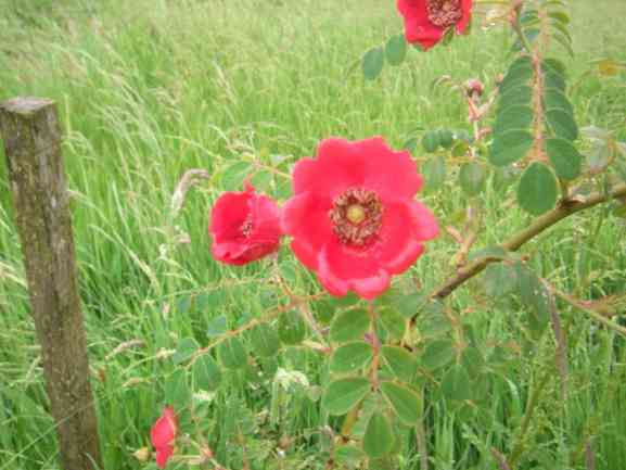 ‘Geranium’, Nahaufnahme der roten Blüten