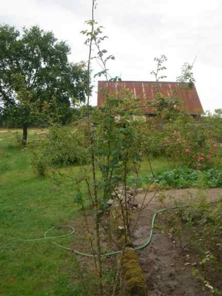 Rosa multibracteata, Strauch mit Schaden aber Neuaustrieb