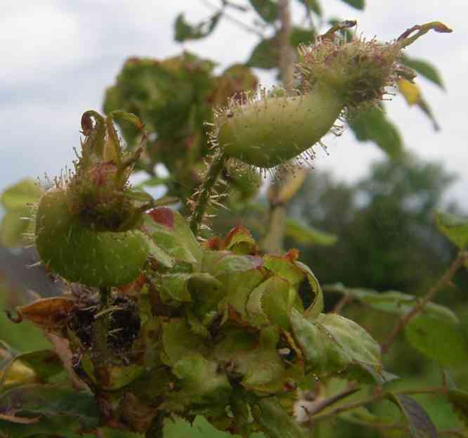 Rosa multibracteata, spärliche Frucht-Dolde