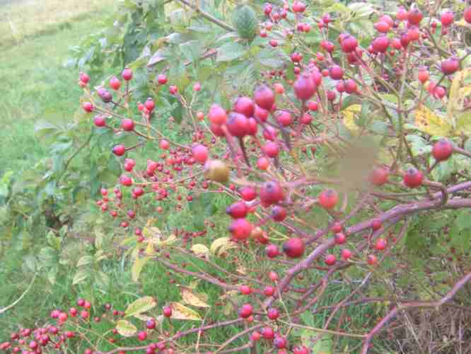 Rosa multiflora, zahlreiche kleine rote Früchte am Strauch