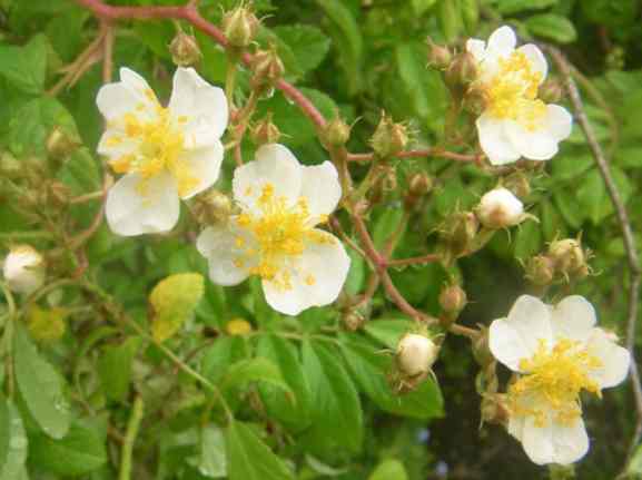 weiße kleine Einzelblüten der Varietät der Multiflora