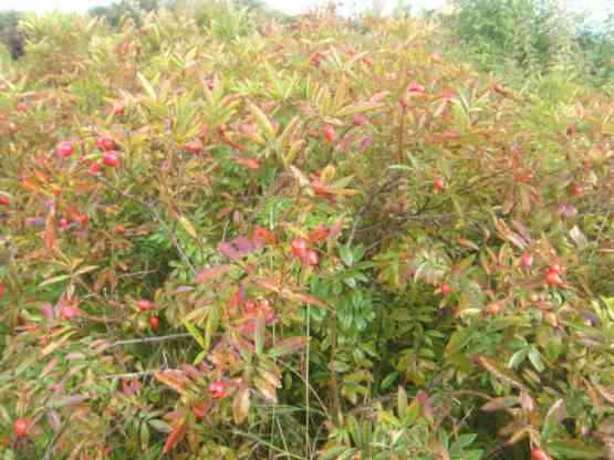 Rosa nitida, Früchte und frühes Herbstlaub