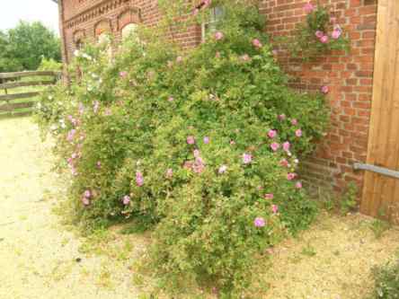 Rosa pendulina x sp., etablierter Strauch an Hauswand