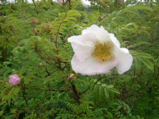 Rosa roxburghii, weiße, offene Einzelblüte