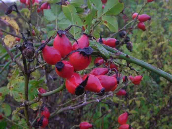 Rosa rubiginosa, Früchte, Nahaufnahme