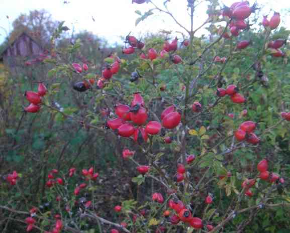 Rosa rubiginosa, “Weinrose”, Früchte