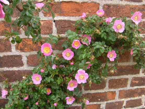 Rosa sicula veridica, blühender Zweig vor Backstein