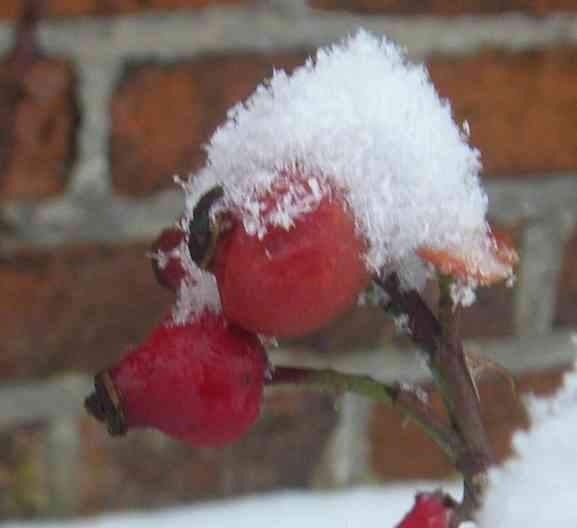 Rosa sicula veridica, Frucht mit Schneehaube