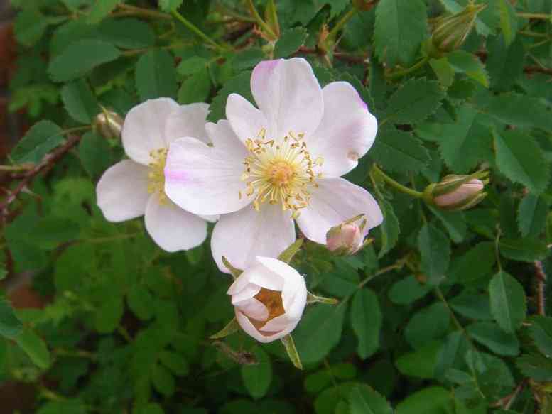 Rosa spinosissima, Blüten und Knospen, Nahaufnahme