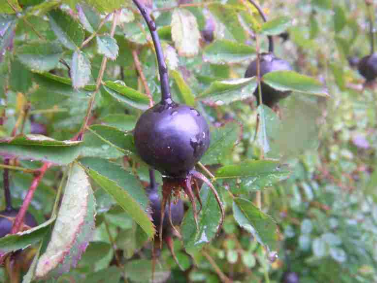 Rosa spinosissima, schwarze Einzelfrucht