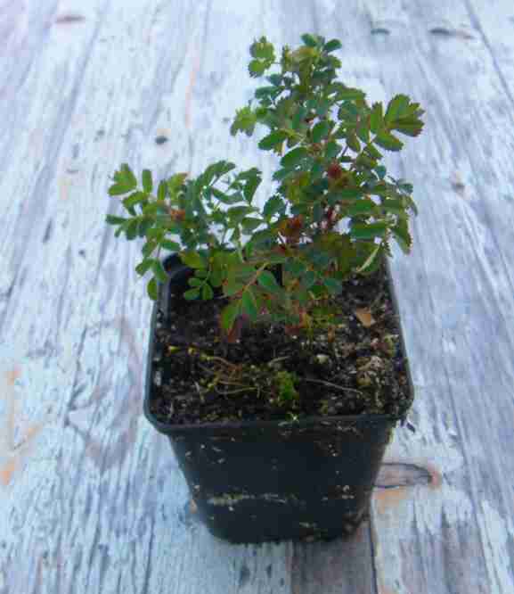 Rosa spinosissima, Hoyer