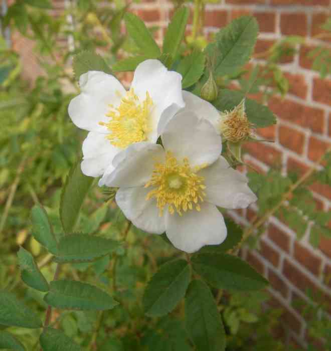 Rosa tianschanica, zwei weiße Blüten, Nahaufnahme