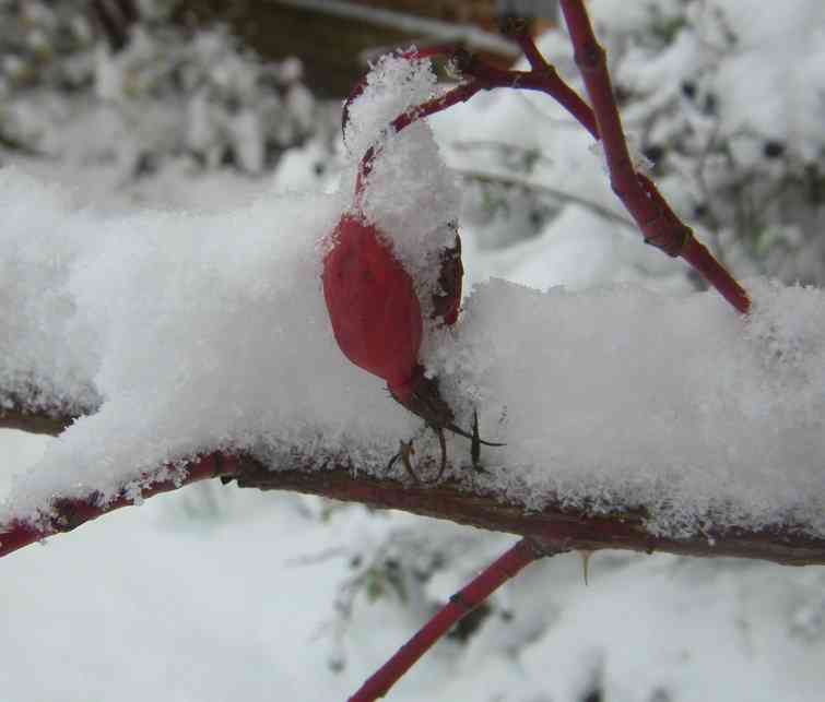 Frucht von Villosa x Pendulina im Schnee