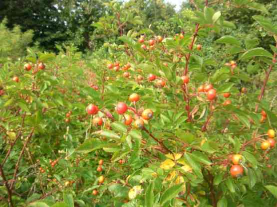 Rosa virginiana, reifende Früchte am Strauch