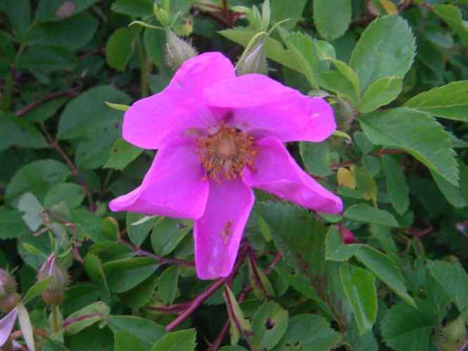 Rosa virginiana, offene pinke Einzelblüte