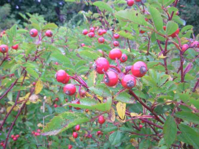 Rosa virginiana, Früchte und Laub am Strauch