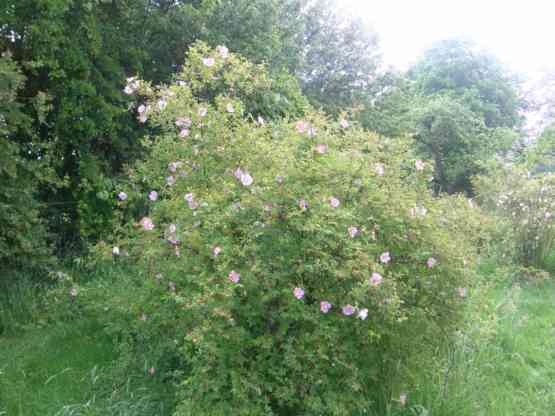 Rosa woodsii, blühender Strauch im Park