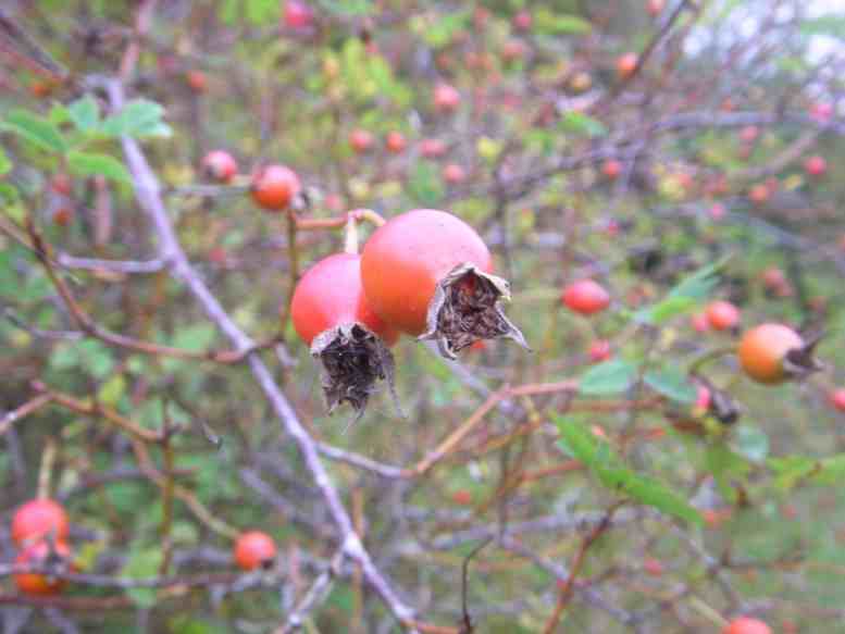 Rosa woodsii, rote mittelgroße Einzelfrüchte