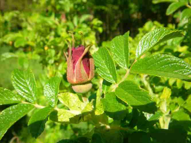 Roseraie de L’Hay