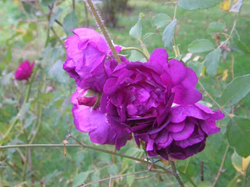 ‘Rosengarten Zweibrücken’, Büschel von Herbstblüten