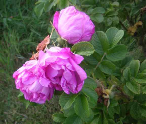 “Rudolf”, Blütenbüschel, Blüten in Becherform