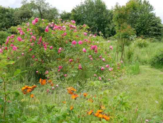 ‘Rudolfina’, rosa blühender Großstrauch