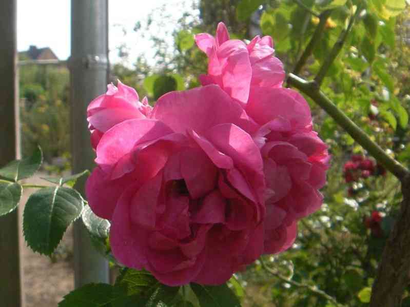 ‘Rudolfina’, halbgeöffnete rosa Einzelblüte