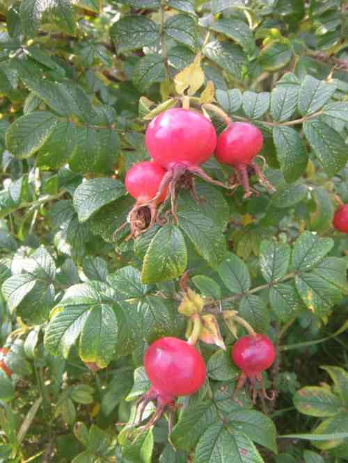 “Kartoffelrose”, rote runde Früchte am Strauch