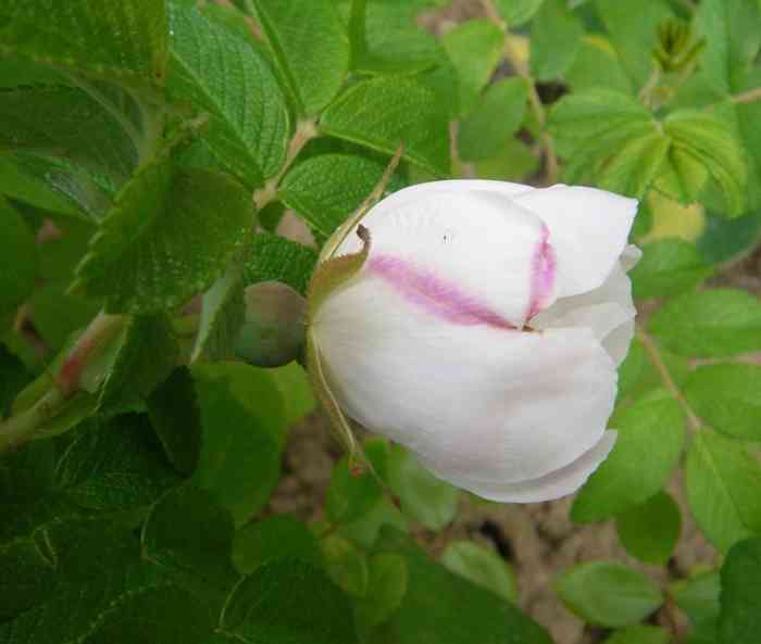 ‘Jabloňový květ’, öffnende Blüte