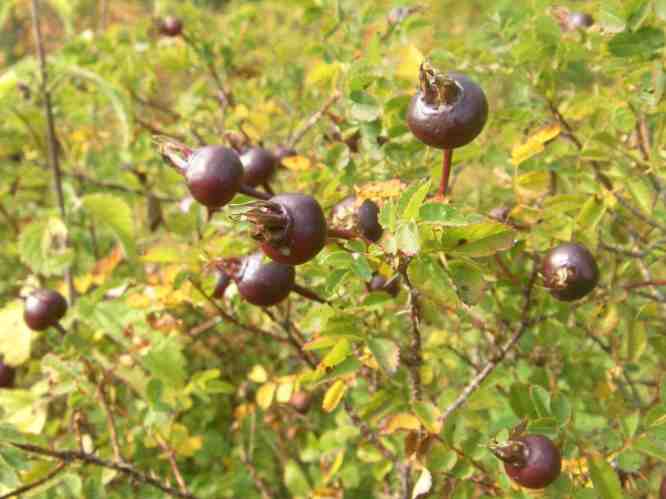 “Ruuhijärvi”, schwarze Früchte einer Bibernell