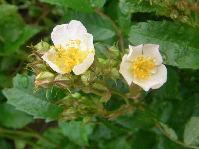 “Säulenrose”, zwei weiße einfache Blüten