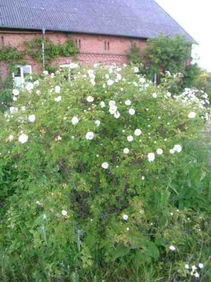 ‘Sävel’, geschwächt, kaum Laub, schlechte Blüte.