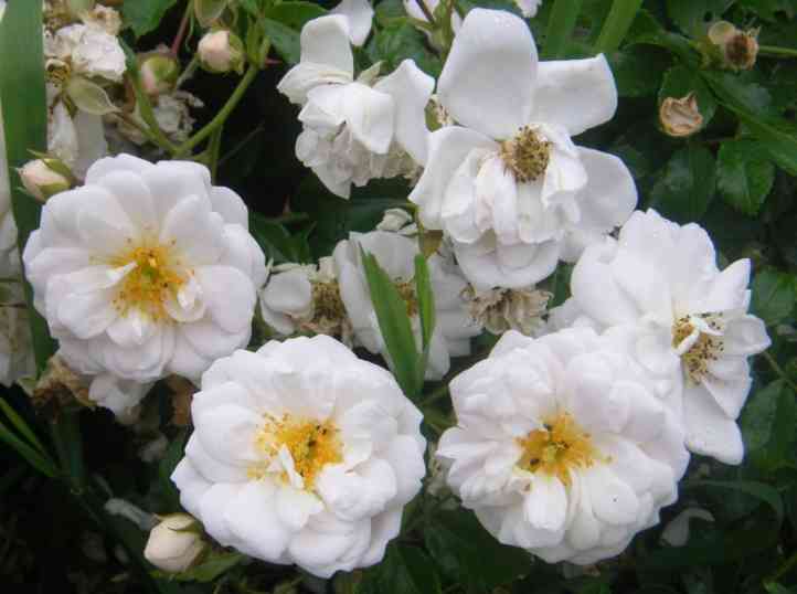 ‘Sanders White’, weiße, halb gefüllte Blüten in Büschel