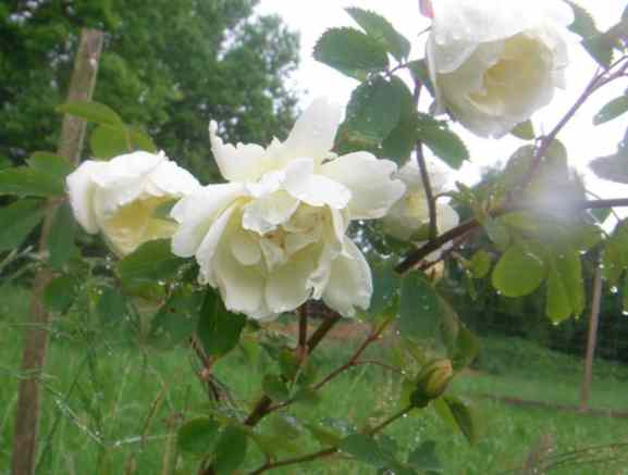 ‘Schloß Seußlitz’, neigende weiße Blüten am Strauch