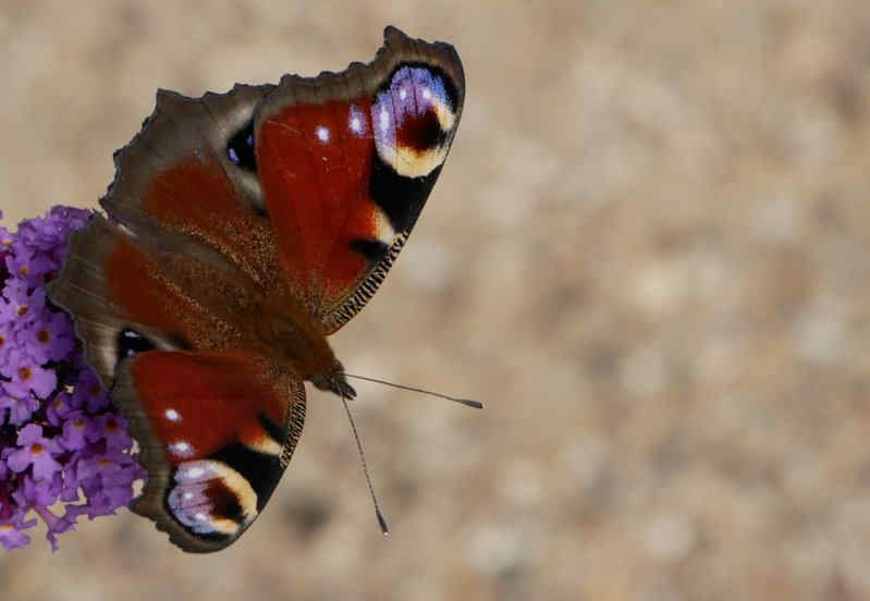 Pfauenauge vor beigen Hintergrund