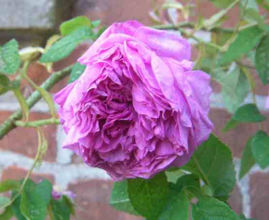 “Schoel-Rose”, dicht gefüllte rosa Blüte, Nahaufnahme