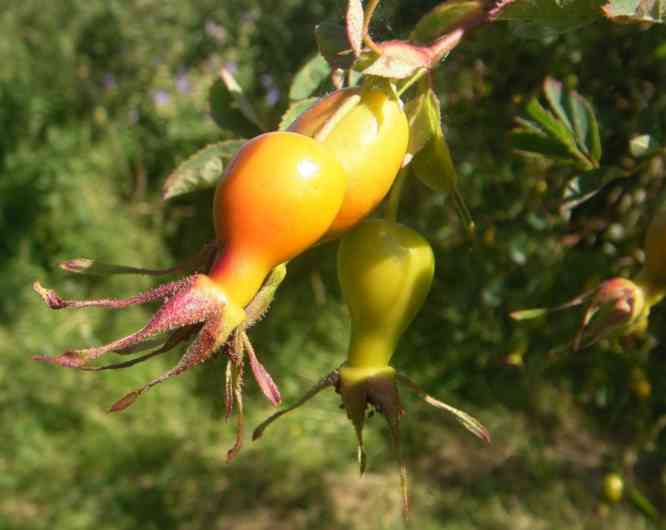 “Rosa moyesii Slg”, drei Früchte