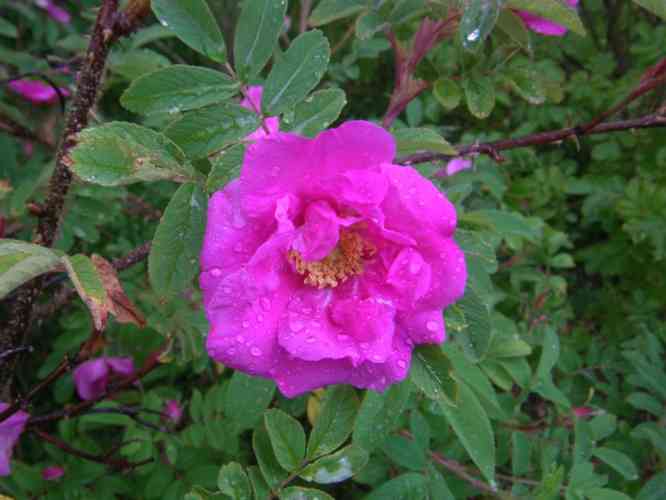 “Sofia”, pinke offene Einzelblüte