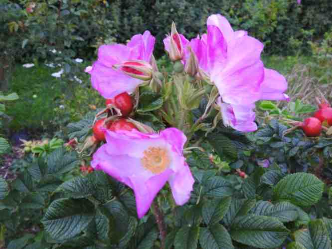 “Solsorterosen, Red Dagmar”, Blüte