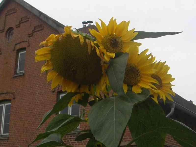 Sonnenblume, voll aufgeblüht