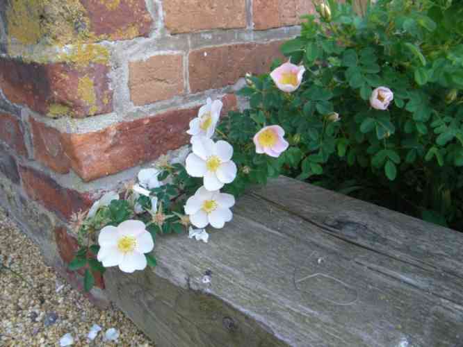 Rosa spinosissima, Blüten den Trieben entlang