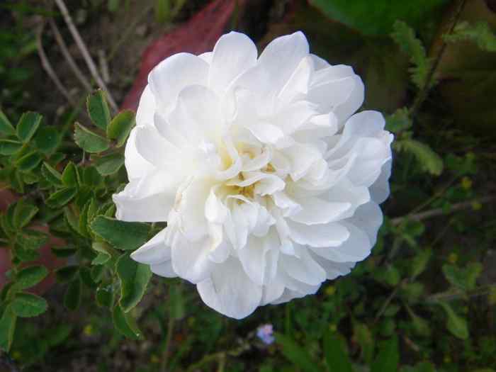 Rosa spinosissima Typ “Rosette”