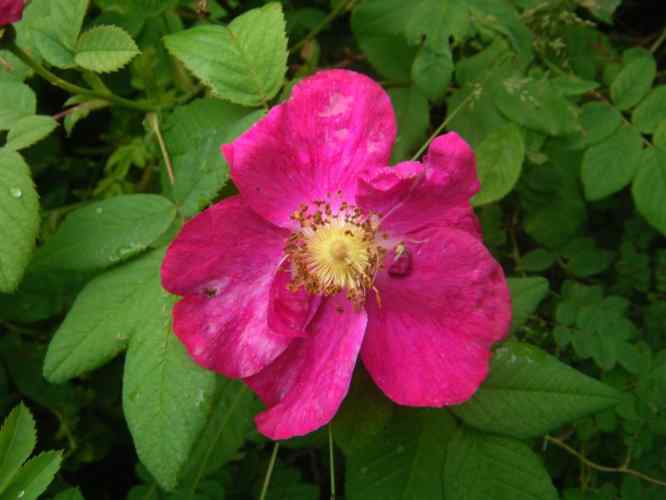 ‘Splendens’, rote offene Einzelblüte