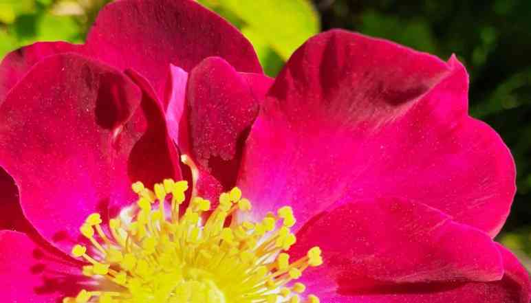 ‘Splendens’, Nahaufnahme roter Blüte mit schwarzer Marmorierung.